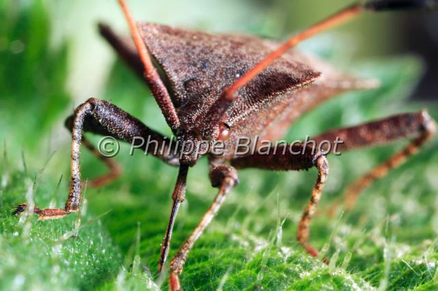 coreus marginatus 2.JPG - Coreus marginéCoreus marginatusDock bugHemiptera, CoreidaeFrance